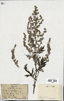 spécimen de Artemisia vulgaris