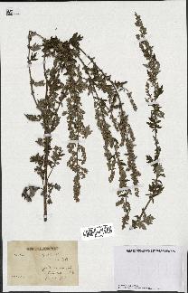 spécimen de Artemisia vulgaris