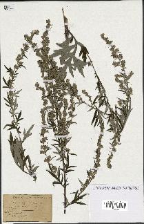 spécimen de Artemisia vulgaris