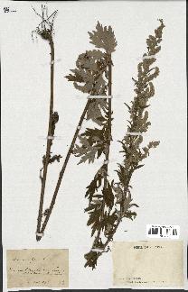 spécimen de Artemisia vulgaris