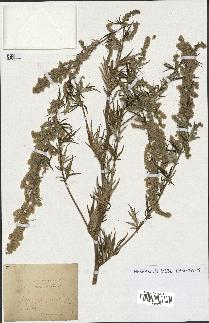 spécimen de Artemisia vulgaris