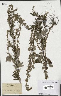 spécimen de Artemisia vulgaris