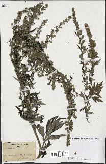 spécimen de Artemisia vulgaris