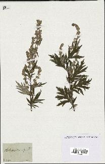 spécimen de Artemisia vulgaris