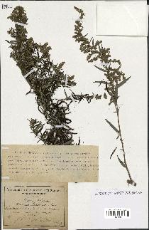 spécimen de Artemisia verlotiorum