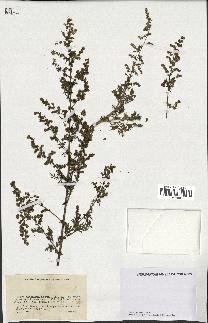 spécimen de Artemisia annua