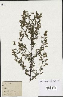 spécimen de Artemisia annua