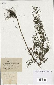 spécimen de Artemisia annua