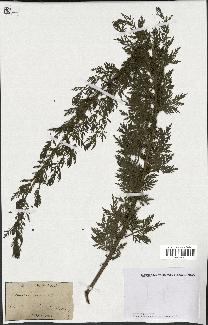 spécimen de Artemisia annua