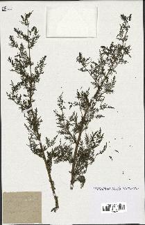 spécimen de Artemisia annua