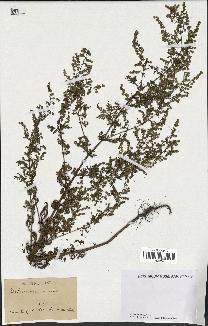 spécimen de Artemisia annua