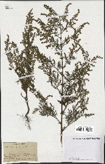 spécimen de Artemisia annua