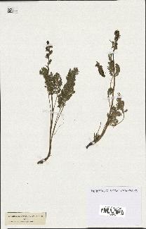 spécimen de Artemisia tanacetifolia