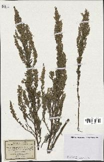 spécimen de Artemisia caerulescens