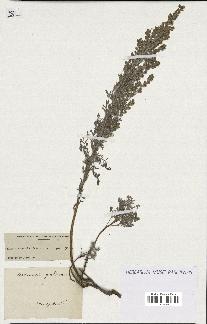 spécimen de Artemisia gallica