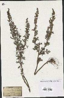 spécimen de Artemisia absinthium