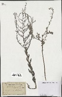 spécimen de Artemisia maritima