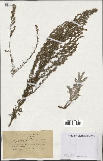 spécimen de Artemisia caerulescens