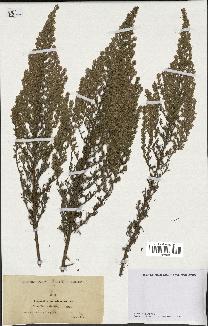 spécimen de Artemisia caerulescens