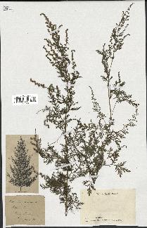 spécimen de Artemisia annua