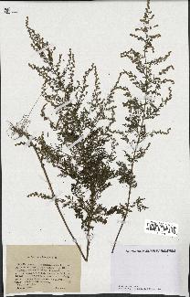 spécimen de Artemisia annua