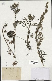 spécimen de Artemisia vulgaris