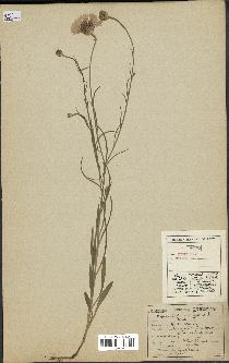 spécimen de Centaurea cyanus