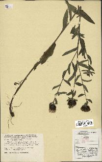 spécimen de Centaurea nigra