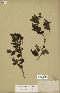 spécimen de Rubus rosifolius