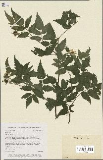 spécimen de Rubus rosifolius