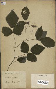 spécimen de Rubus idaeus