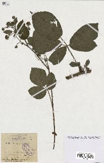 spécimen de Rubus sp.