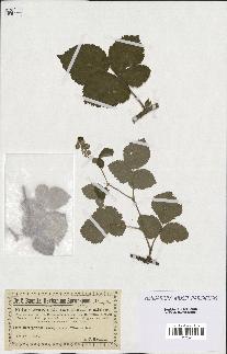 spécimen de Rubus sp.