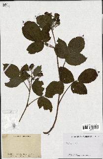 spécimen de Rubus sp.
