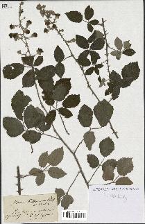 spécimen de Rubus sp.