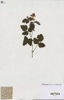 spécimen de Rubus sp.