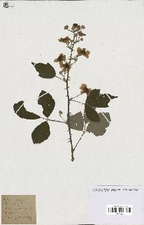 spécimen de Rubus sp.