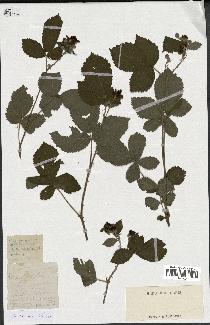 spécimen de Rubus sp.