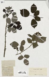 spécimen de Rubus sp.
