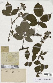 spécimen de Rubus sp.