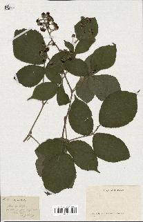 spécimen de Rubus sp.