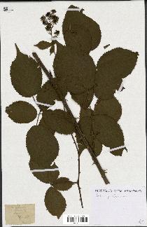 spécimen de Rubus sp.