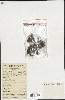 spécimen de Scorzonera pygmaea