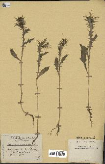 spécimen de Scolymus maculatus