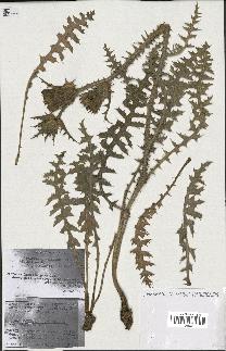 spécimen de Scolymus hispanicus