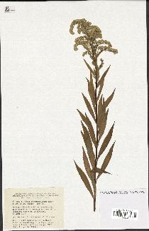 spécimen de Solidago gigantea