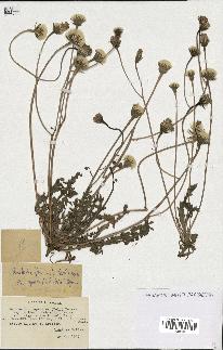 spécimen de Leontodon hispidulus