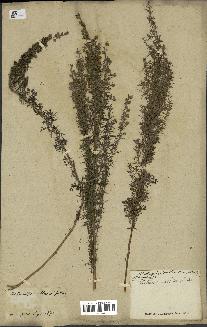 spécimen de Artemisia pontica