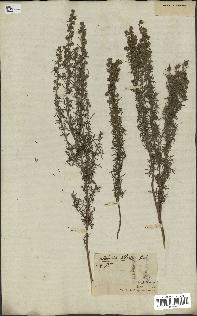 spécimen de Artemisia pontica