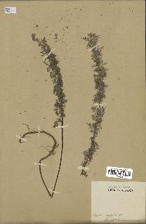 spécimen de Artemisia pontica